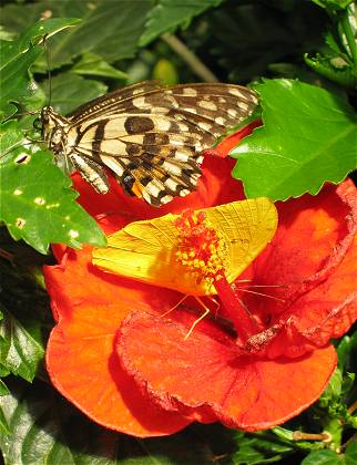 Im Schmetterlinghaus bei Hunawihr