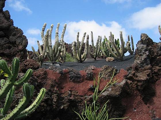 Im Kaktusgarten bei Guatiza