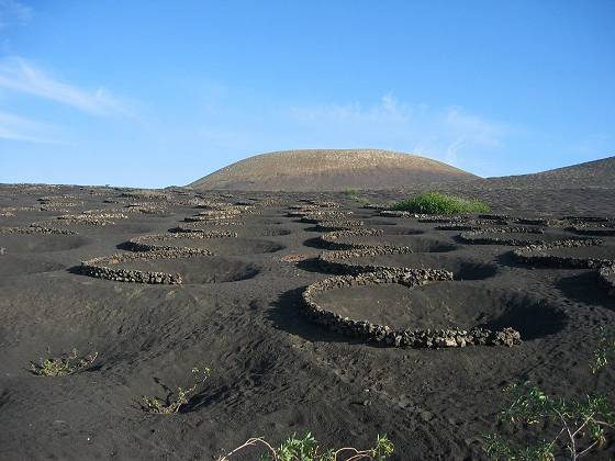 Weinanbau im Vulkanboden hinter sch&uuml;tzenden M&auml;uerchen