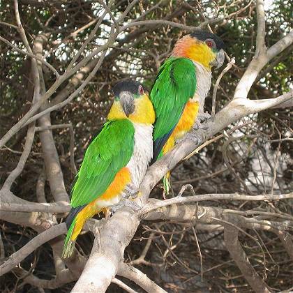 Papageien im Parque Tropical