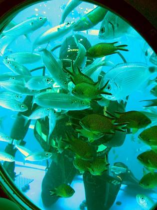 Fischf&uuml;tterung 30m unter dem Meeresspiegel