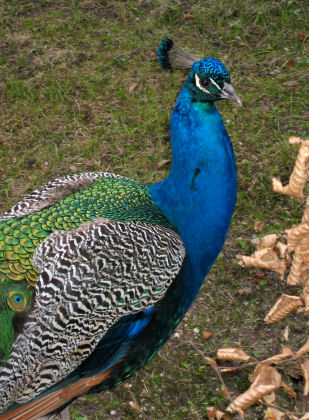 Pfau im Lazienski-Park 